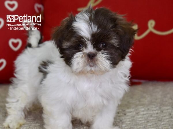 Shih Tzu-DOG-Female-Chocolate & White-4794-Petland Lee's Summit, MO