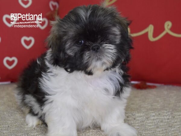 Shih Tzu-DOG-Female-Sable & White-4795-Petland Lee's Summit, MO