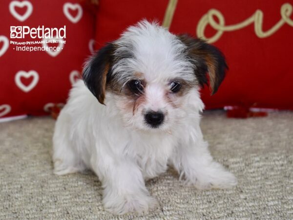 Yorkshire Terrier-DOG-Female-Parti-4793-Petland Lee's Summit, MO
