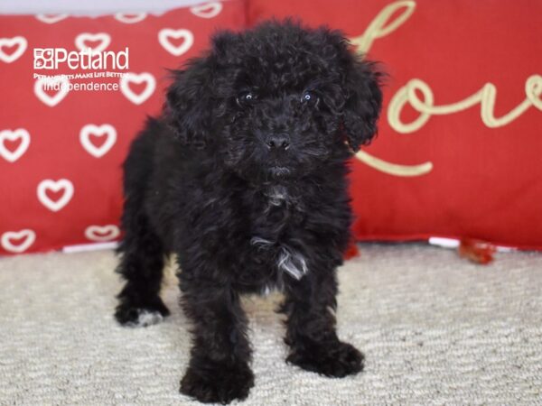 Yorkiepoo-DOG-Male-Black-4780-Petland Lee's Summit, MO