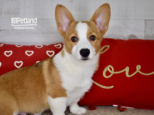 Pembroke Welsh Corgi-DOG-Male-Sable White Markings-4779-Petland Lee's Summit, MO