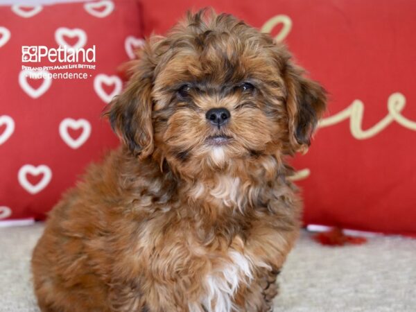 Shih Poo-DOG-Male-Sable-4800-Petland Lee's Summit, MO
