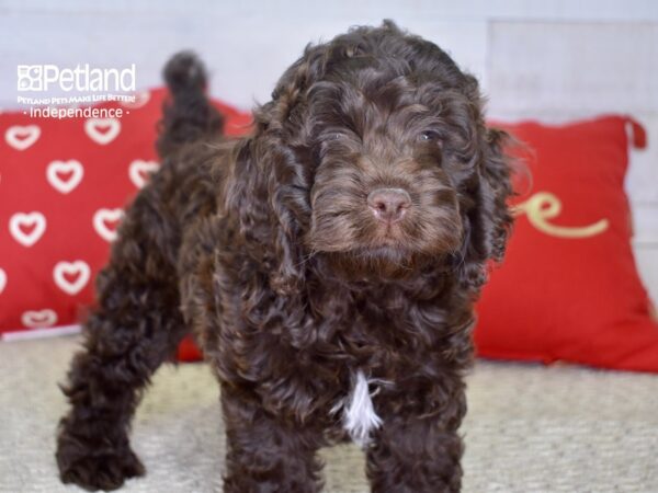 Cockapoo-DOG-Male-Chocolate-4786-Petland Lee's Summit, MO