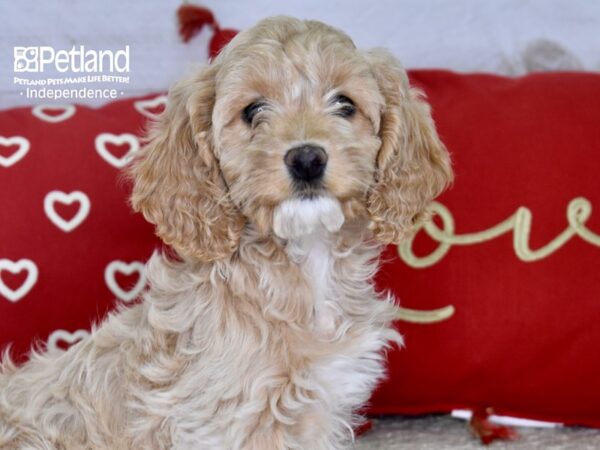 Cockapoo-DOG-Female-Buff-4785-Petland Lee's Summit, MO