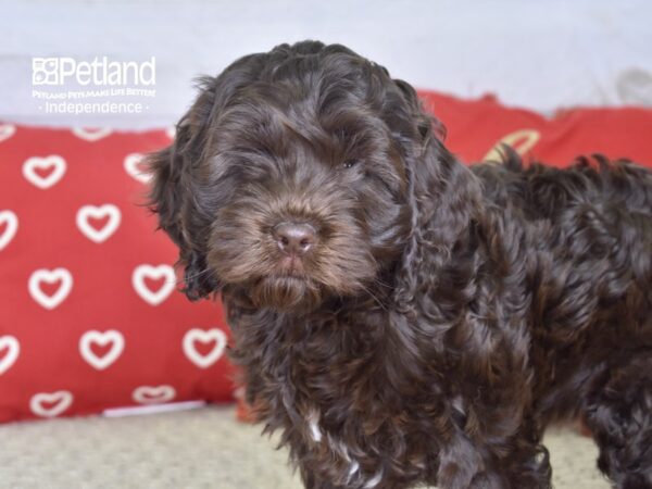Cockapoo-DOG-Male-Chocolate-4787-Petland Lee's Summit, MO