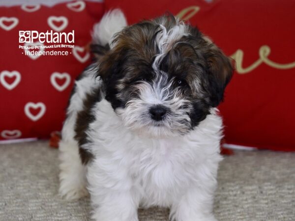 Shih Tzu-DOG-Male-Brindle and White-4783-Petland Lee's Summit, MO