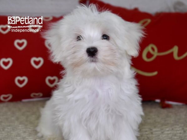 Maltese-DOG-Male-White-4764-Petland Lee's Summit, MO