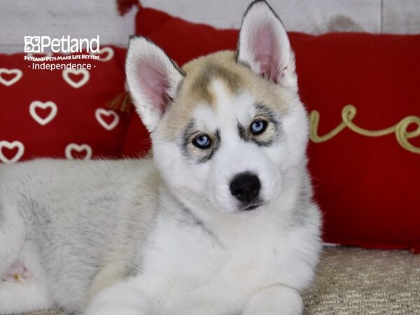 Siberian Husky-DOG-Male-Silver & White-4790-Petland Lee's Summit, MO