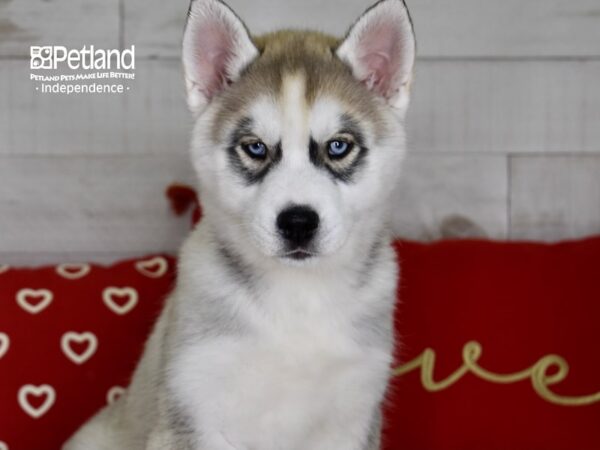 Siberian Husky-DOG-Male-Silver & White-4789-Petland Lee's Summit, MO