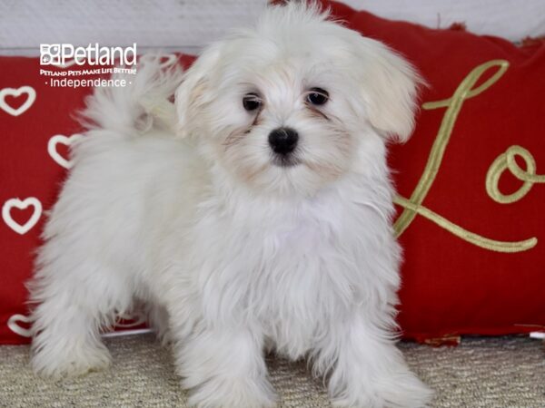 Maltese-DOG-Male-White-4763-Petland Lee's Summit, MO