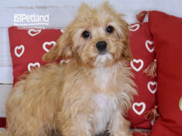 Cavapoo-DOG-Female-Red-4676-Petland Lee's Summit, MO