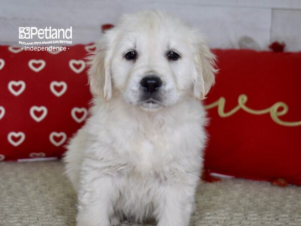 Golden Retriever-DOG-Female-Light Golden-4817-Petland Lee's Summit, MO