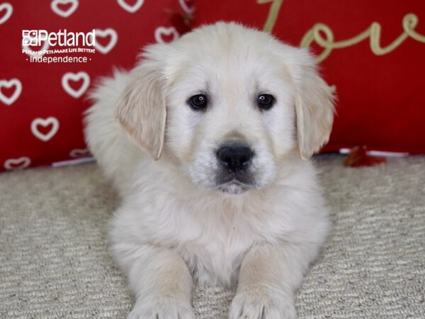 Golden Retriever-DOG-Male-Light Golden-4816-Petland Lee's Summit, MO