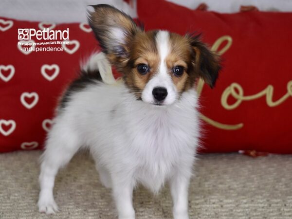 Papillon-DOG-Female-Red & White-4813-Petland Lee's Summit, MO