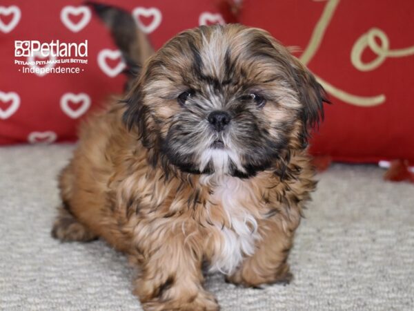 Shih Tzu-DOG-Female-Dark Gold w/ Black Mask-4812-Petland Lee's Summit, MO