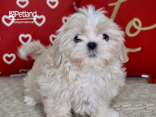 Shih Tzu-DOG-Female-Cream & white-4811-Petland Lee's Summit, MO