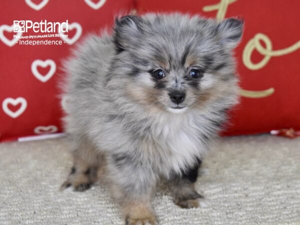 Pomeranian-DOG-Female-Merle-4808-Petland Lee's Summit, MO