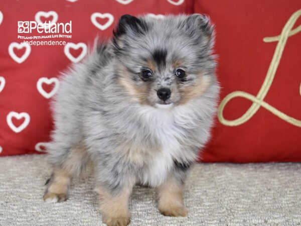 Pomeranian-DOG-Female-Merle-4809-Petland Lee's Summit, MO