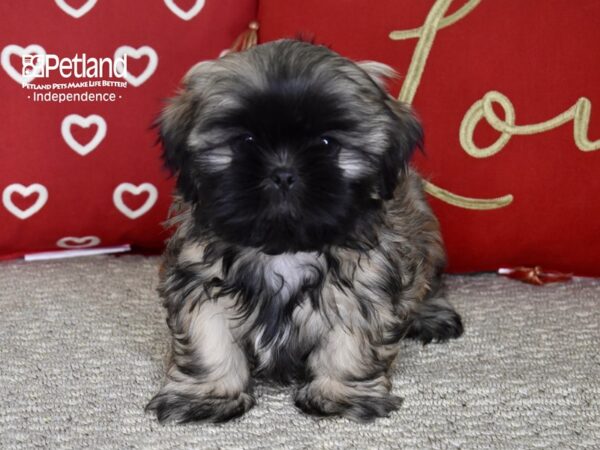 Shih Tzu-DOG-Male-Brindle, Black Mask-4815-Petland Lee's Summit, MO