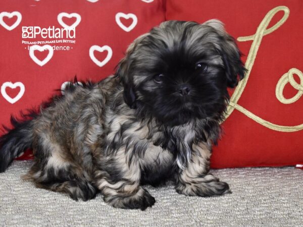 Shih Tzu-DOG-Male-Brindle, Black Mask-4814-Petland Lee's Summit, MO