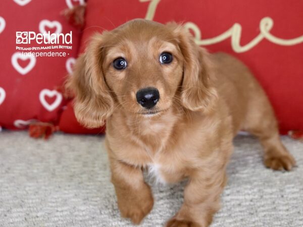 Dachshund-DOG-Female-Red-4826-Petland Lee's Summit, MO