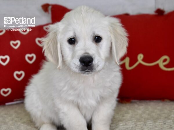 Golden Retriever-DOG-Male-Light Golden-4818-Petland Lee's Summit, MO
