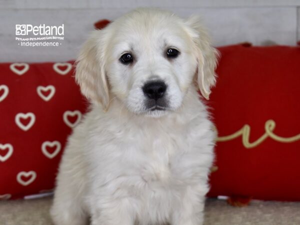 Golden Retriever-DOG-Female-Light Golden-4821-Petland Lee's Summit, MO