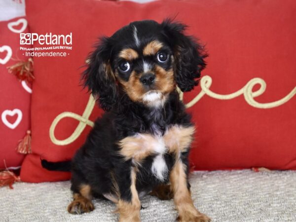 Cavalier King Charles Spaniel-DOG-Male-Black & Tan-4803-Petland Lee's Summit, MO