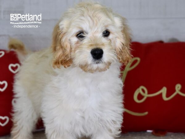 Miniature Goldendoodle 2nd Gen-DOG-Female-Golden-4825-Petland Lee's Summit, MO