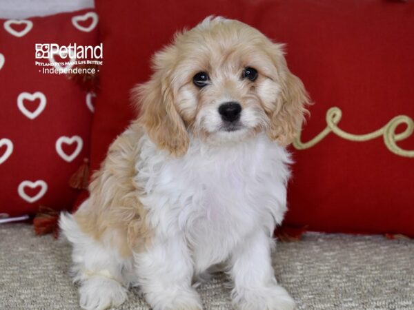 Cavachon-DOG-Female-Buff Parti-4824-Petland Lee's Summit, MO
