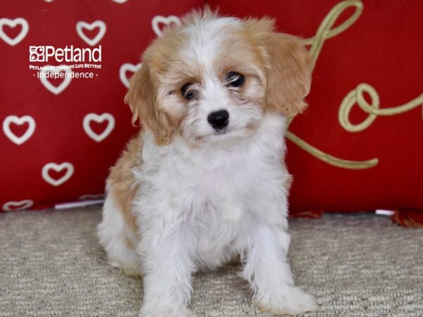 Cavachon-DOG-Female-Buff Parti-4823-Petland Lee's Summit, MO