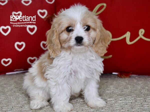 Cavachon-DOG-Male-Buff Parti-4822-Petland Lee's Summit, MO