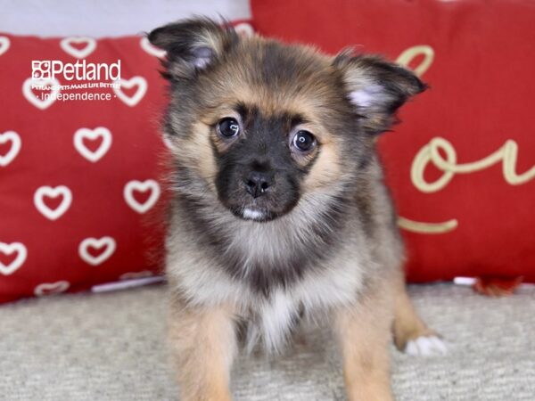 MINI AUSSIE POM-DOG-Female-Red and Apricot-4781-Petland Lee's Summit, MO