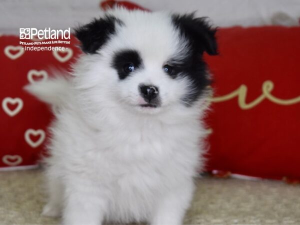 Pomeranian-DOG-Male-Black & White-4827-Petland Lee's Summit, MO
