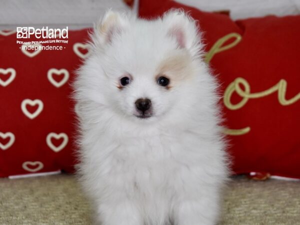 Pomeranian-DOG-Female-Cream & White-4829-Petland Lee's Summit, MO