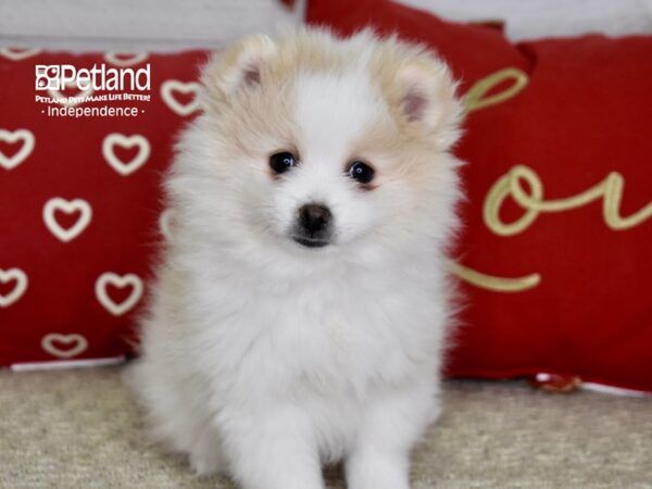 Pomeranian-DOG-Female-Cream & White-4828-Petland Lee's Summit, MO