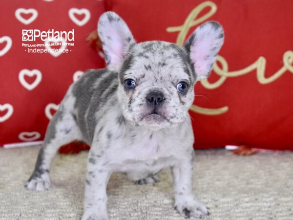 French Bulldog-DOG-Female-Blue Merle-4833-Petland Lee's Summit, MO
