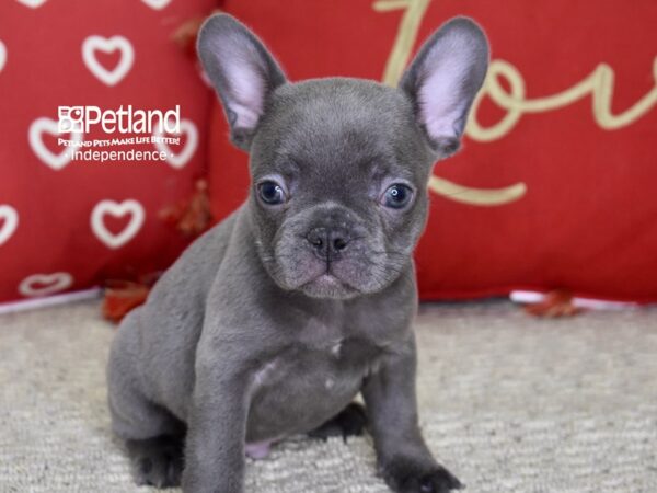 French Bulldog-DOG-Male-Blue-4832-Petland Lee's Summit, MO