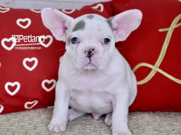 French Bulldog-DOG-Male-White-4831-Petland Lee's Summit, MO
