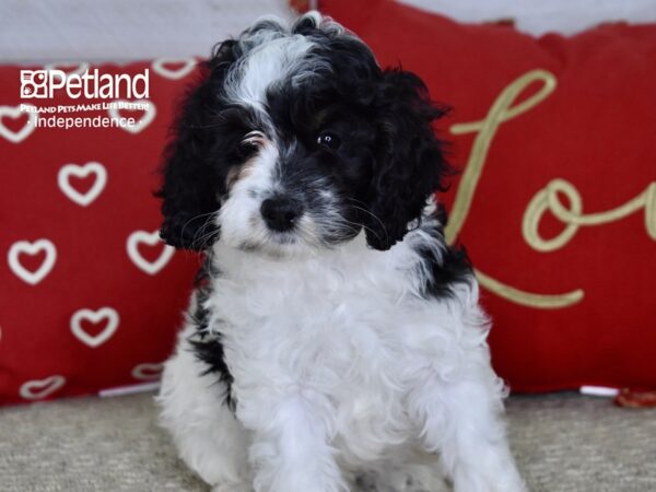 Cockapoo-DOG-Male-Black & White-4836-Petland Lee's Summit, MO