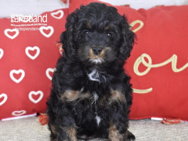 Cockapoo-DOG-Female-Black & Tan-4835-Petland Lee's Summit, MO