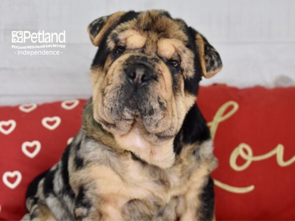 Bullpei-DOG-Female-Blue Merle-4752-Petland Lee's Summit, MO