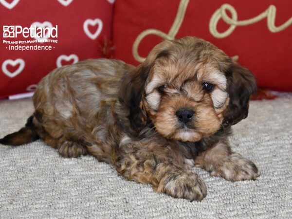 Cavapoo-DOG-Male-Sable-4846-Petland Lee's Summit, MO
