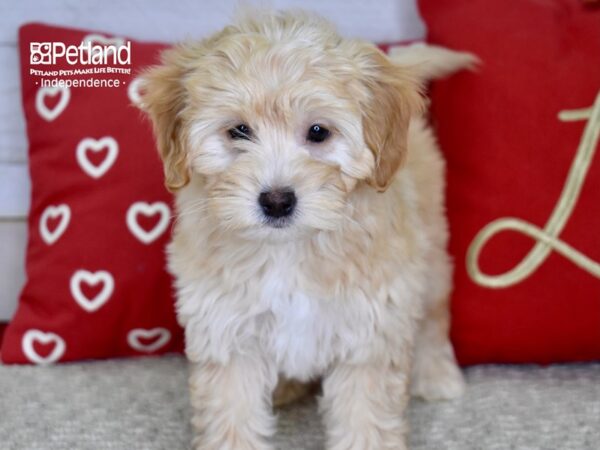 Miniature Goldendoodle 2nd Gen-DOG-Female-Golden-4845-Petland Lee's Summit, MO
