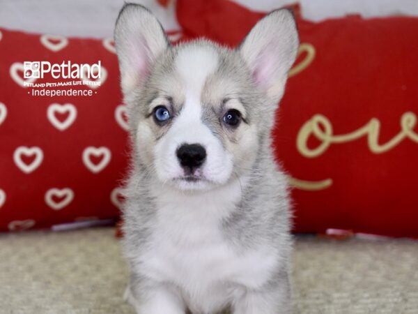Pembroke Welsh Corgi-DOG-Female-Blue Fawn-4858-Petland Lee's Summit, MO