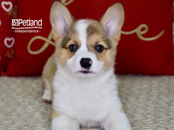 Pembroke Welsh Corgi-DOG-Female-Sable-4859-Petland Lee's Summit, MO