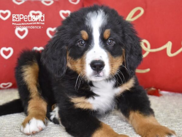 Bernese Mountain Dog-DOG-Male-Black, Rust, & White-4857-Petland Lee's Summit, MO