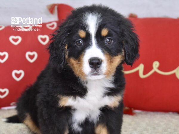 Bernese Mountain Dog-DOG-Female-Black, Rust, & White-4856-Petland Lee's Summit, MO