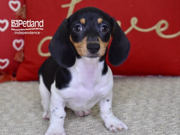 Dachshund-DOG-Female-Black & Tan Piebald-4851-Petland Lee's Summit, MO