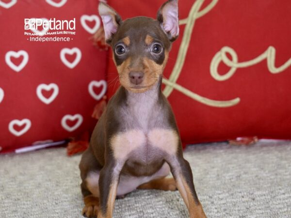 Miniature Pinscher-DOG-Female-Chocolate & Tan-4848-Petland Lee's Summit, MO